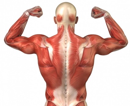 Kaj moram vedeti o mišicah?