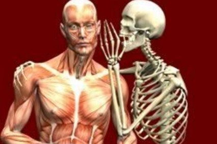 Funkcionalna anatomija gibalnega sistema