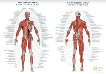 Plakat anatomije - mišice dodana SLOVENSKA imena
