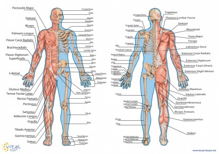 Plakat mišice in kosti